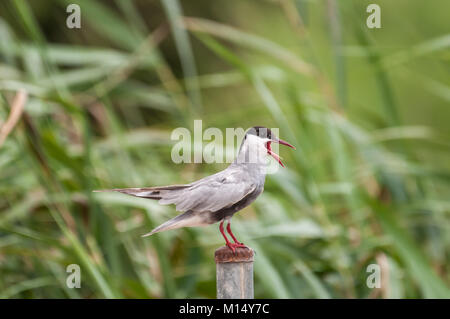 Flussseeschwalbe (Sterna hirundo) in einem Post posieren. Ebro Delta, Tarragona, Katalonien, Spanien Stockfoto