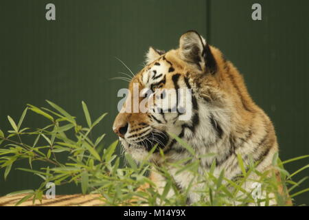 Bengal Tiger im Tierpark Stockfoto