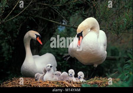 Die Niederlande. 'S-graveland. Höckerschwäne (Cygnus olor). Landung. Junge im Nest. Stockfoto