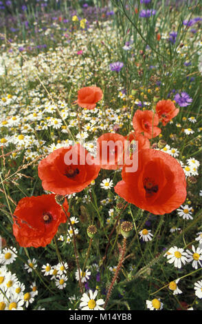 Die Niederlande. 'S-graveland. Mohnblumen und wilde Blumen. Stockfoto