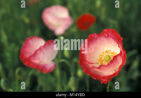 Die Niederlande. 'S-graveland. Mohn. Stockfoto