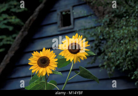 Die Niederlande. 'S-graveland. Sonnenblumen in der alten Halle. Stockfoto