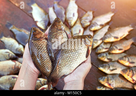 Drei sind frisch gefangenen Fische Fluss in den Händen. Frisch gefangenen karpfen fisch auf Holz. Fang von Süßwasserfischen auf Holz Hintergrund. Eine Menge Brassen Fisch, crucia Stockfoto