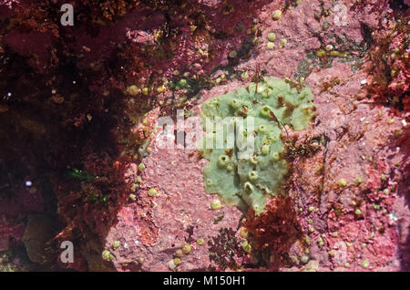 Ein Lime Green Breadcrumb Schwamm (Halichondria panicea) auf Felsen in Hot Pink crustose Coralline abgedeckt, Schoner, Acadia National Park, Maine. Stockfoto