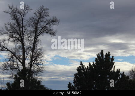 Dunkle Wolken über der Baumgrenze Stockfoto