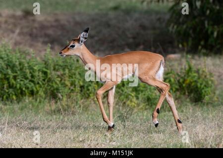 Impala (Aepyceros Melampus), Masai Mara National Reserve, Kenia Stockfoto