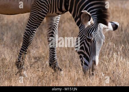 Die Grevy Zebra (Equus grevyi), Kalama Conservancy, Samburu, Kenia Stockfoto