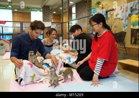 Südkorea, Seoul, Fabien Yoon, französische Star der koreanischen Medien, in der Mitte der Erdmännchen im Coffe Shop Erdmännchen im Bezirk von Hongdae Stockfoto