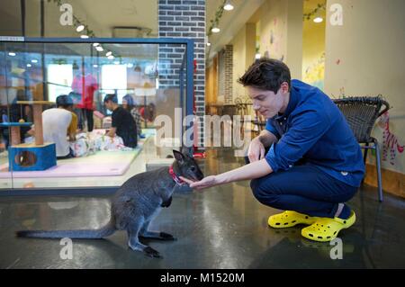 Südkorea, Seoul, Fabien Yoon, französische Star der koreanischen Medien, Fütterung ein Känguru im Coffe Shop Erdmännchen im Bezirk von Hongdae Stockfoto