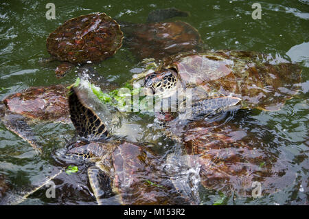 Schildkröten Essen seawwed am mnarani Turtle Sanctuary turtle Conservation in Nungwi, Sansibar, Tansania Stockfoto