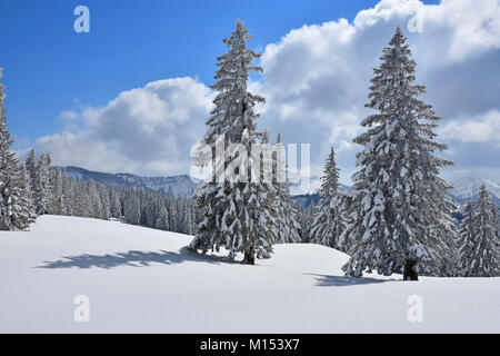 Winter Wonderland mit schneebedeckten Bäumen in den europäischen Alpen. Bayern, Deutschland Stockfoto