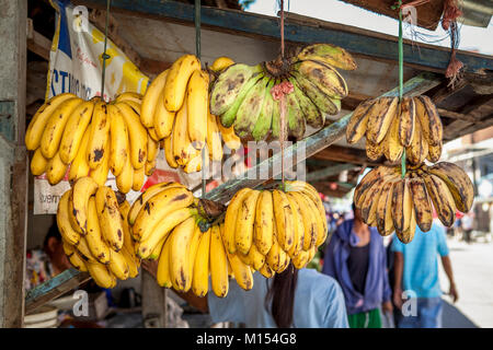 Die Trauben reifen, gelb Cavendish Bananen hängen neben Trauben von mehlbananen für Verkauf an einem öffentlichen Markt auf den Philippinen. Stockfoto