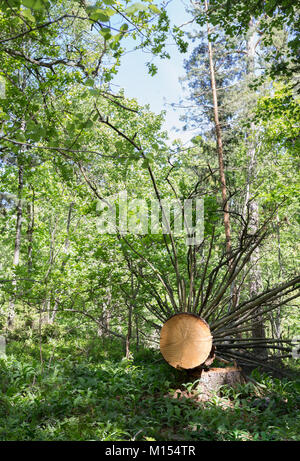 Bienen und Baum im Garten Drottningholm Stockfoto