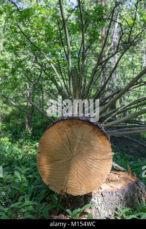 Bienen und Baum im Garten Drottningholm Stockfoto