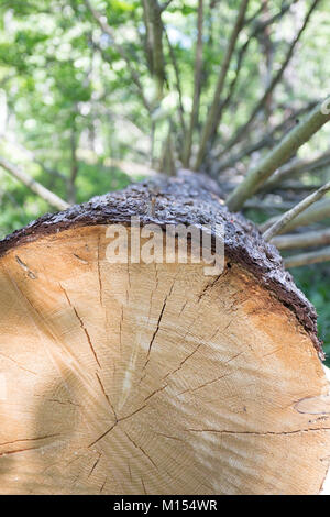 Bienen und Baum im Garten Drottningholm Stockfoto