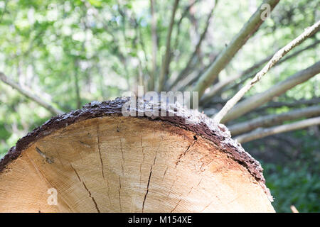 Bienen und Baum im Garten Drottningholm Stockfoto