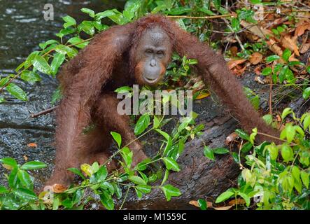Bornesischen Orang-utan (Pongo pygmaeus) unter Regen in der wilden Natur. Zentrale bornesischen Orang-utan (Pongo pygmaeus wurmbii) auf dem Baum im natürlichen Lebensraum Stockfoto