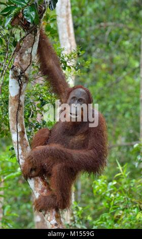 Bornesischen Orang-utan unter Regen auf den Baum, in der wilden Natur. Zentrale bornesischen Orang-utan (Pongo pygmaeus wurmbii) im natürlichen Lebensraum. Tropischen Regen Stockfoto