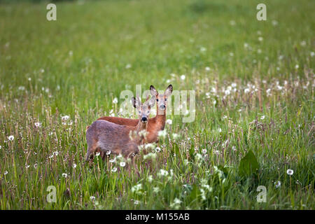 Die Niederlande, Kalenberg, Reh oder Hirsch im Nationalpark "De Weeribben-Wieden. Stockfoto