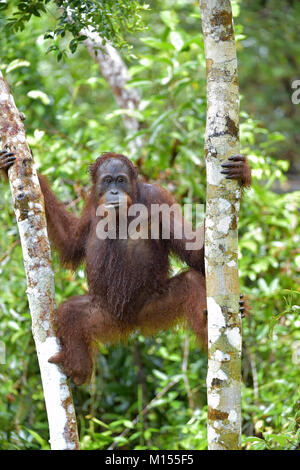Bornesischen Orang-utan unter Regen auf den Baum, in der wilden Natur. Zentrale bornesischen Orang-utan (Pongo pygmaeus wurmbii) im natürlichen Lebensraum. Tropischen Regen Stockfoto