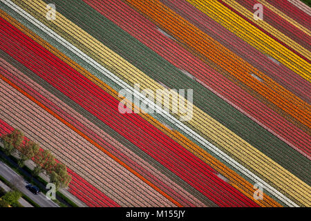 Die Niederlande, Lisse, blühende Blumenfelder, vor allem Tulip neben dem Auto auf der Straße. Antenne. Stockfoto