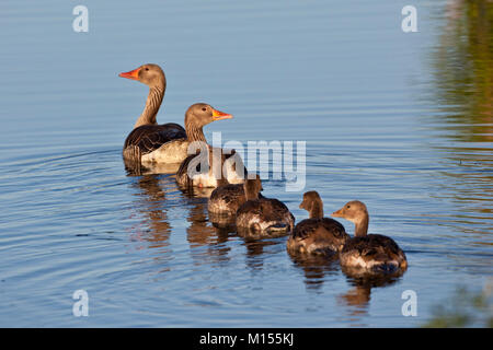 Die Niederlande, Sluis, Nationalpark Zouweboezem genannt. Graugans (Anser anser). Männlich, weiblich und jung. Stockfoto