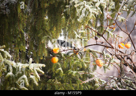 Amsel frisst Kaki Frucht Stockfoto