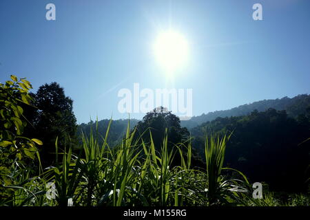 Die üppigen grünen Dschungel, seine Pflanzen und Bäume in die Berge um Chiang Mai im Norden von Thailand an einem sonnigen Nachmittag mit blauen Himmel Stockfoto