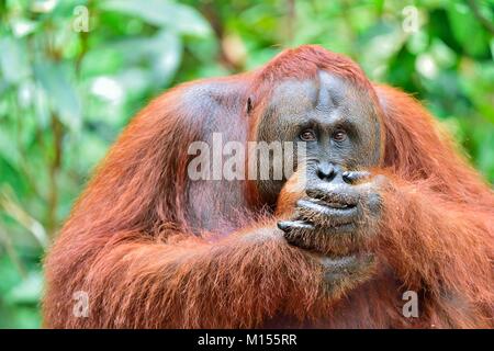 Close up Portrait von Bornesischen Orang-utan in der wilden Natur. Zentrale bornesischen Orang-utan (Pongo pygmaeus wurmbii) im natürlichen Lebensraum. Tropische Rainfores Stockfoto