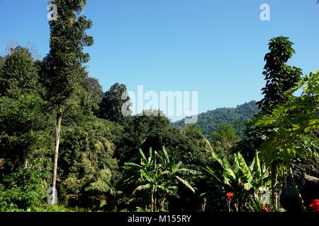 Die üppigen grünen Dschungel, seine Pflanzen und Bäume in die Berge um Chiang Mai im Norden von Thailand an einem sonnigen Nachmittag mit blauen Himmel Stockfoto