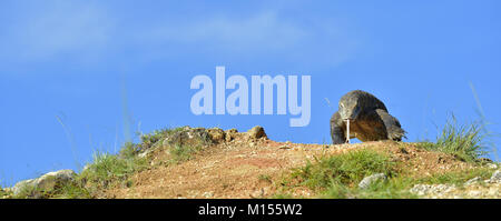 Angriff eines Komodo Drache. Der Drache, der auf Sand. Die laufenden Komodo Waran (Varanus komodoensis). Ist der größte lebende Echse der Welt. Stockfoto