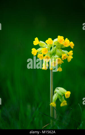 Portrait von schlüsselblumenblüten in voller Blüte. Dorset, Großbritannien Stockfoto