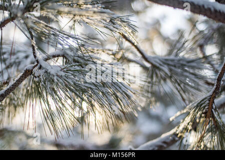 Frisch gefallenen Schnee auf closeup details der Tanne mit Soft Focus hellen Hintergrund Stockfoto