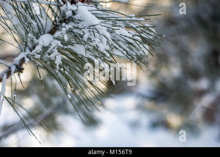 Frisch gefallenen Schnee auf closeup details der Tanne mit Soft Focus hellen Hintergrund Stockfoto