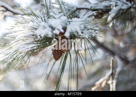 Frisch gefallenen Schnee auf closeup details der Tanne mit Soft Focus hellen Hintergrund Stockfoto