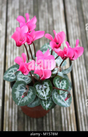 Rosa cyclamen blühende Pflanzen Stockfoto