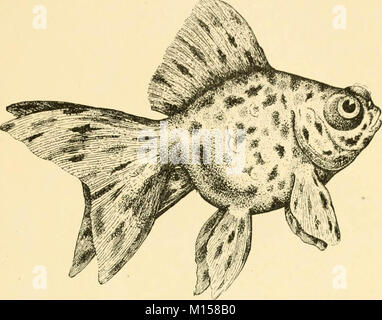 'Goldfish Rassen und andere Aquarienfische, ihre Pflege und Vermehrung: ein Leitfaden für Süß- und Meerwasseraquarien, ihre Fauna, Flora und Management. Mit 280 erläuternden Abbildungen, bedruckt mit dem Text' (1908) Stockfoto