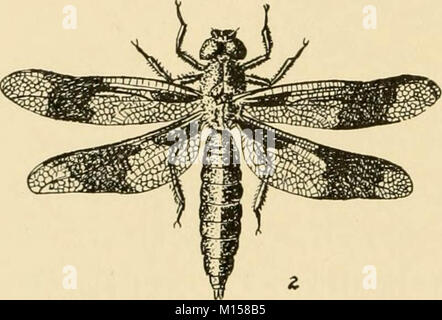 'Goldfish Rassen und andere Aquarienfische, ihre Pflege und Vermehrung: ein Leitfaden für Süß- und Meerwasseraquarien, ihre Fauna, Flora und Management. Mit 280 erläuternden Abbildungen, bedruckt mit dem Text' (1908) Stockfoto