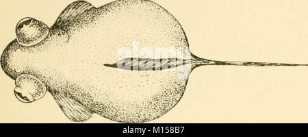 'Goldfish Rassen und andere Aquarienfische, ihre Pflege und Vermehrung: ein Leitfaden für Süß- und Meerwasseraquarien, ihre Fauna, Flora und Management. Mit 280 erläuternden Abbildungen, bedruckt mit dem Text' (1908) Stockfoto