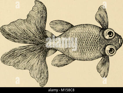 'Goldfish Rassen und andere Aquarienfische, ihre Pflege und Vermehrung: ein Leitfaden für Süß- und Meerwasseraquarien, ihre Fauna, Flora und Management. Mit 280 erläuternden Abbildungen, bedruckt mit dem Text' (1908) Stockfoto
