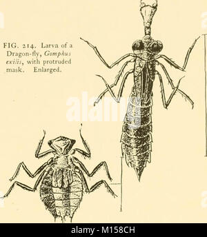 'Goldfish Rassen und andere Aquarienfische, ihre Pflege und Vermehrung: ein Leitfaden für Süß- und Meerwasseraquarien, ihre Fauna, Flora und Management. Mit 280 erläuternden Abbildungen, bedruckt mit dem Text' (1908) Stockfoto