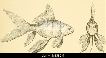 'Goldfish Rassen und andere Aquarienfische, ihre Pflege und Vermehrung: ein Leitfaden für Süß- und Meerwasseraquarien, ihre Fauna, Flora und Management. Mit 280 erläuternden Abbildungen, bedruckt mit dem Text' (1908) Stockfoto