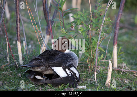 Gewöhnliche Goldeneye-Ente, die ihre Brut mit Flügeln bedeckt, wobei ein Entenlein unter ihren Federn herausblickt. Bucephala clangula Stockfoto