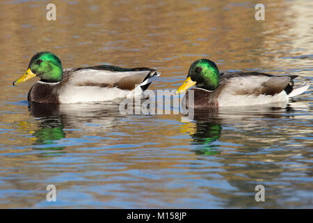 Erpel Stockente (Anas platyrhynchos) Stockfoto