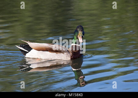 Männliche Stockente (Anas platyrhynchos) Quakend Stockfoto