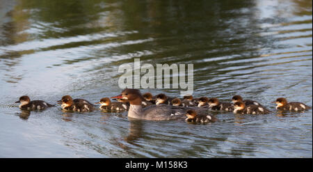 Weibliche Merganserente (Mergus merganser), die mit einer Brut von 15 Entenküken schwimmt Stockfoto