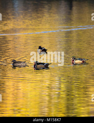 Eine Gruppe von Holzenten (Aix sponsa), die mit goldenem Herbstlaub auf der Teichoberfläche schwimmen Stockfoto