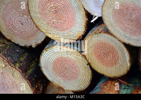 Orthogonalen Ansicht von frisch gesägt Kiefer/Bäume Stockfoto