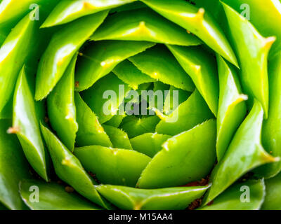 Echeveria Sukkulente Stockfoto