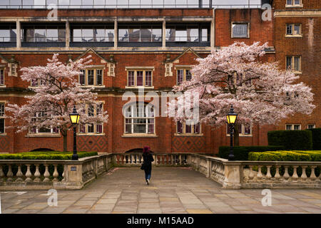 London, England - April 8, 2016: Mädchen suchen bei Cherry Blossom Bäume in der Royal Albert Hall in London, England Stockfoto